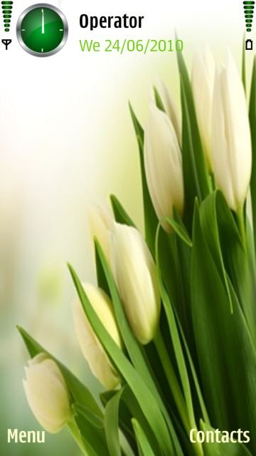 White Tulip -  1