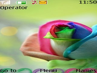 Colourful Rose -  1