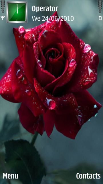 Red Rose -  1