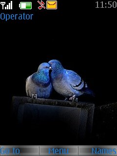 Love Pigeons -  1