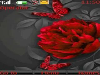Lovely Rose -  1