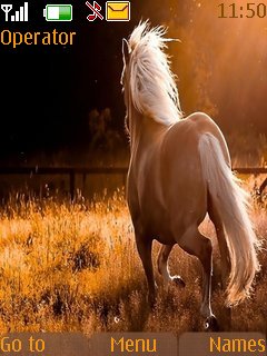 Beautiful Horse -  1