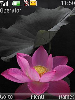 Pink Lotus -  1