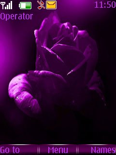 Purple Rose -  1