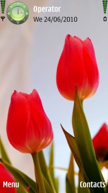 Red Tulip Hd -  1