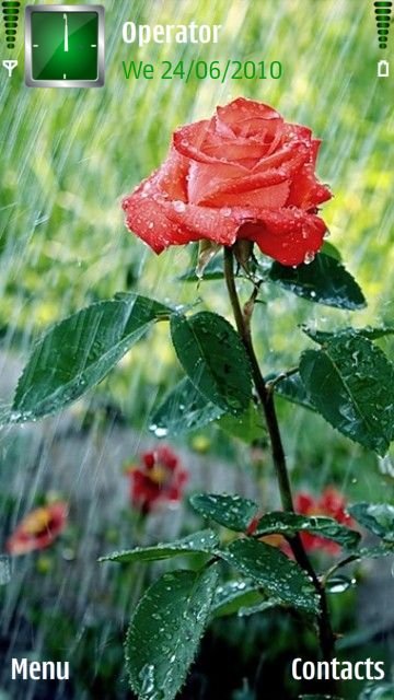 Rose In Rain -  1