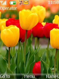 Lovely Tulips -  1