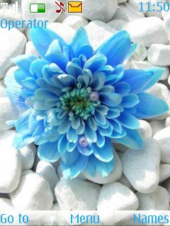 Pretty Blue Flower -  1