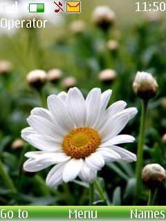 White Daisy -  1