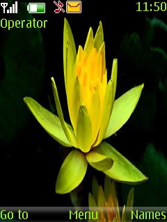 Yellow Lotus -  1