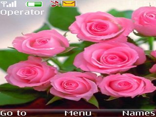 Pink Roses -  1