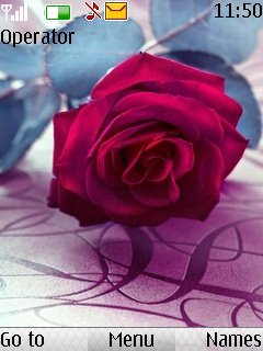 Rose Beauty -  1