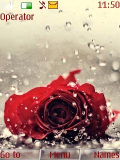 Wet Rose -  1