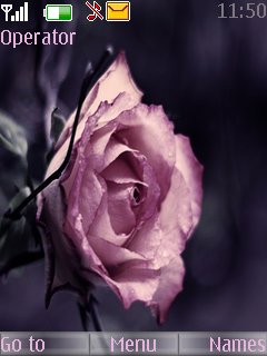 Pretty Pink Rose -  1