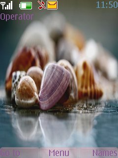 Pretty Shells -  1