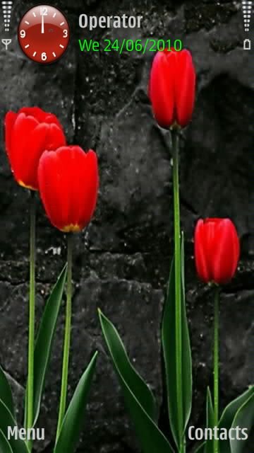 Red Tulips Hd -  1