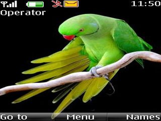 Green parrot -  1