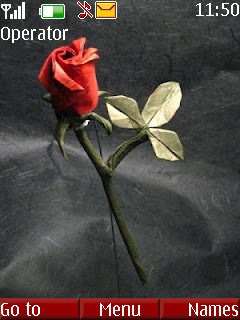 Lovely rose -  1