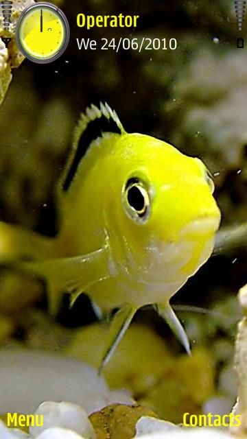 Yellow fish -  1