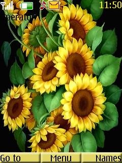 Sunflowers -  1