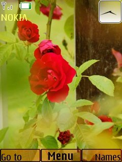 Red roses -  1