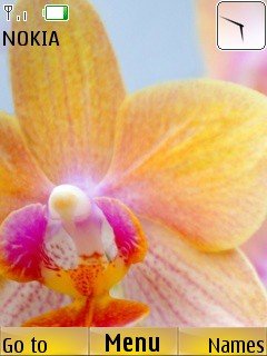 Orchid -  1
