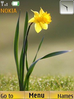 Single daffodil -  1