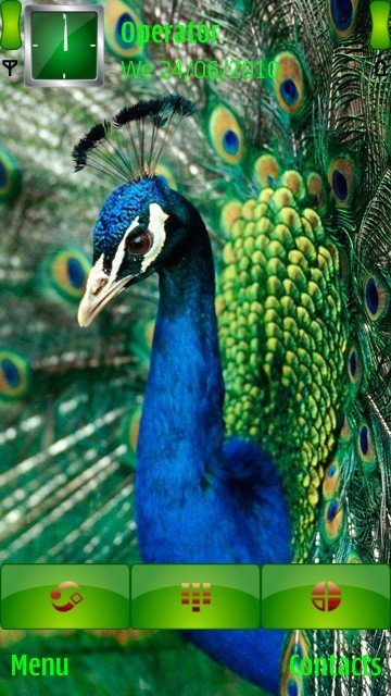 Colourfull peacock -  1
