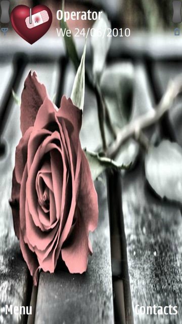 Beautiful rose -  1