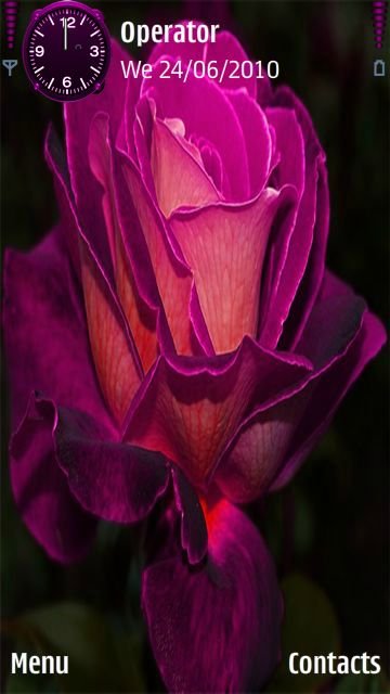 Purple rose -  1