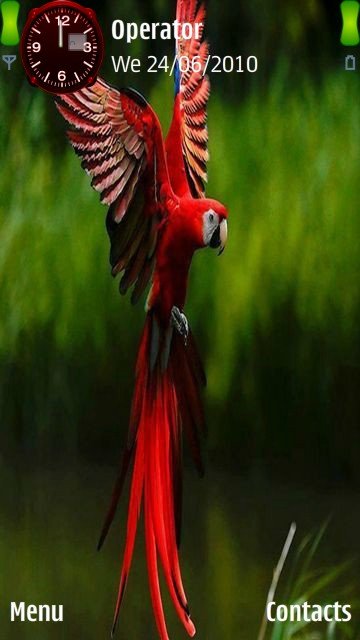 Red parrot -  1