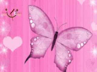Pink butterfly -  1