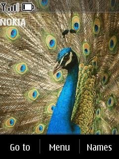 Peacock -  1