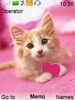 Kitten love -  1