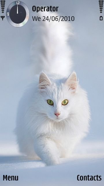 Cute cat -  1