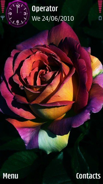Rainbow rose -  1