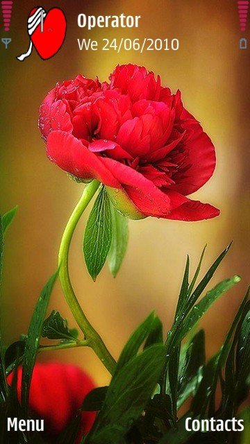 Red flower -  1