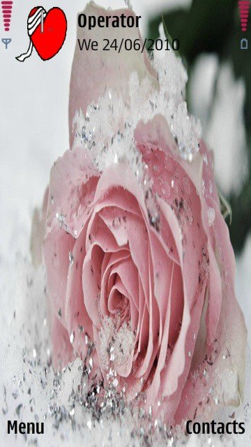 Pink rose -  1