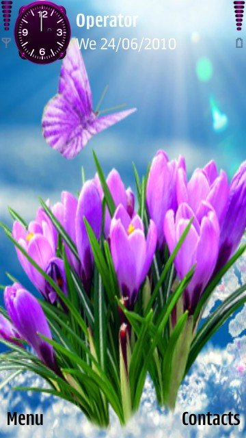 Purple tulips -  1