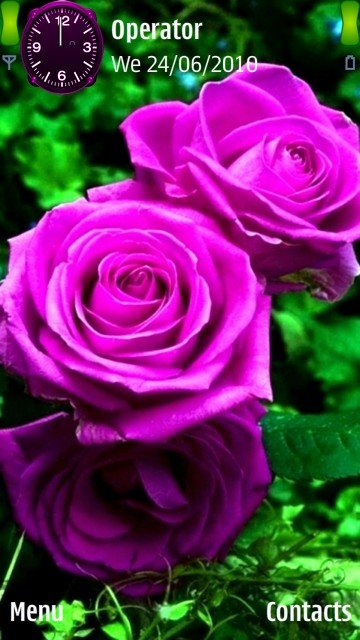 Purple rose -  1