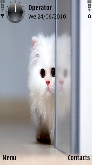 Cute kitten -  1