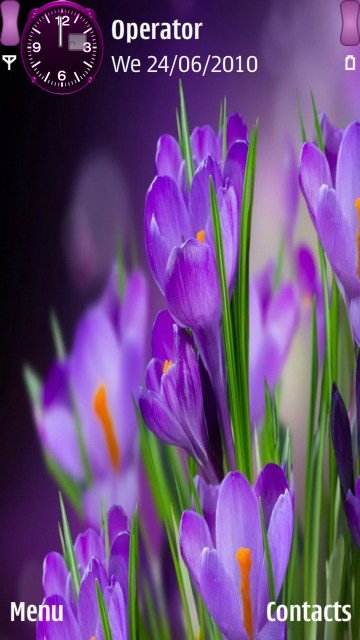 Purple flowers -  1
