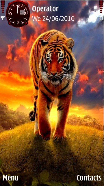 Wild tiger -  1