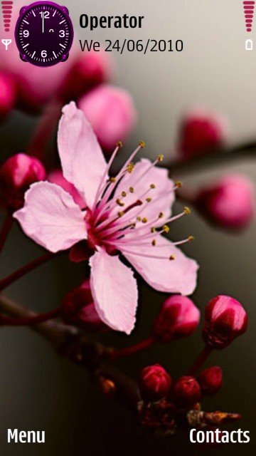 Cherry blossoms -  1
