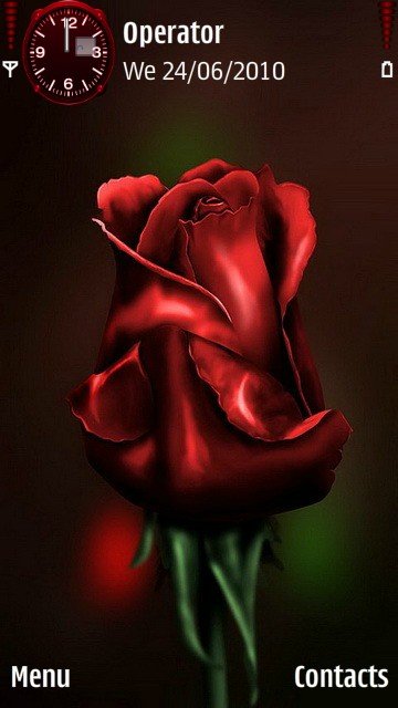 Red rose -  1