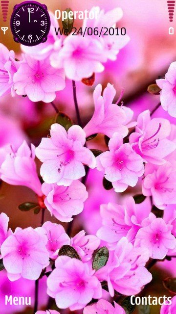 Pink flowers -  1