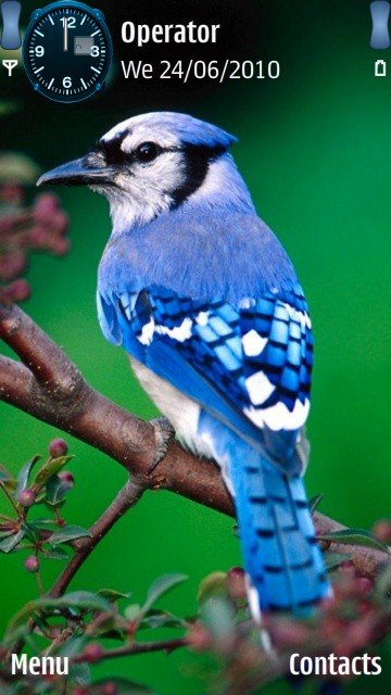 Blue bird -  1