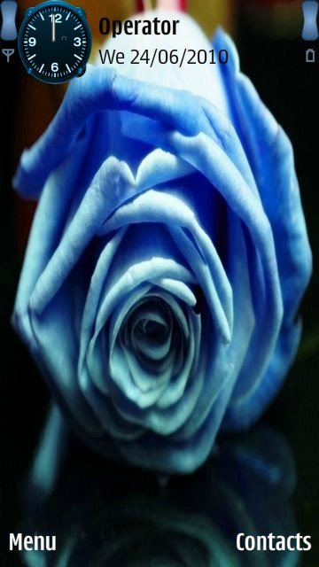 Blue rose -  1
