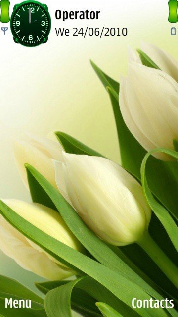 White tulips -  1