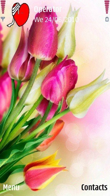 Pink tulips -  1